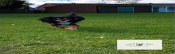 Cavalier King Charles Spaniel dogs for stud: GREEN DOPPLER, KC Cavalier STUD. Health Tested - Advert 1