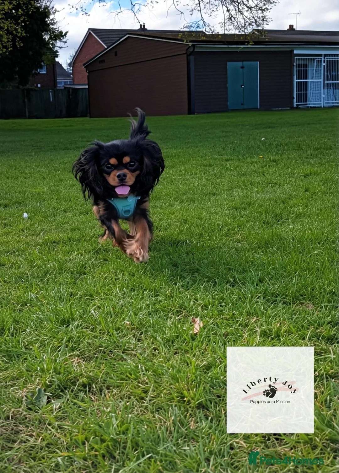 Cavalier King Charles Spaniel dogs for stud: GREEN DOPPLER, KC Cavalier STUD. Health Tested - Advert 1