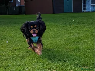 Cavalier King Charles Spaniel dogs GREEN DOPPLER, KC Cavalier STUD. Health Tested - Advert 8