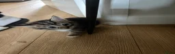 Mixed Breed cats for sale: Beautiful Tri Colour Calico Tuxedo Tabby Kittens - Advert 14