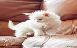 Maine Coon cats for sale: White Polydactyl boy / Russian import parents - Advert 19