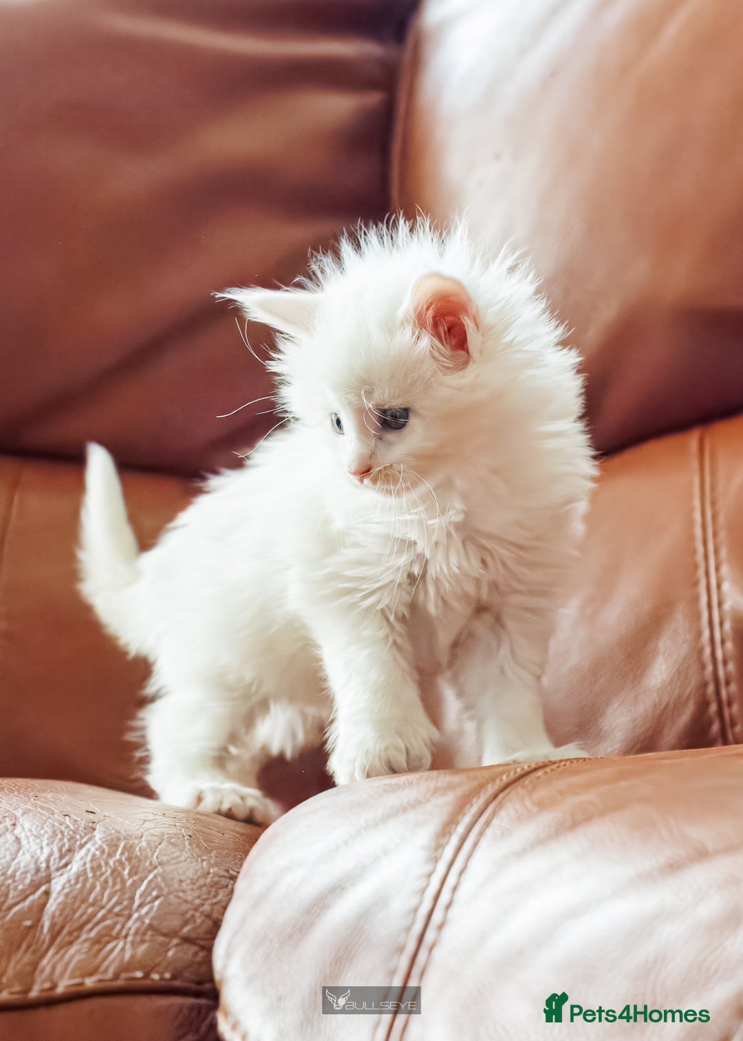 Maine Coon cats for sale: White Polydactyl boy / Russian import parents - Advert 19