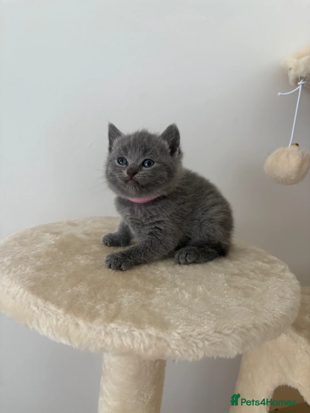 British Shorthair cats for sale: British shorthair kittens 🩷💙 - Advert 2