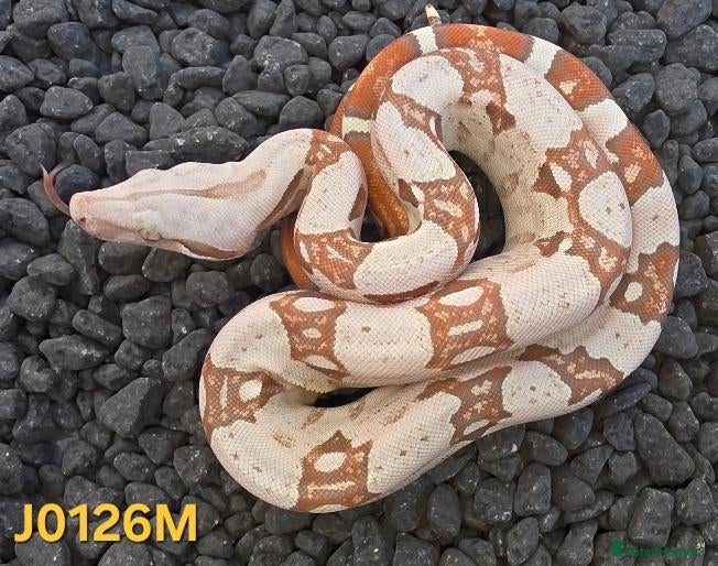 Boa Snake reptiles VPI Albino and VPI Aztecs plus other morphs - Advert 2