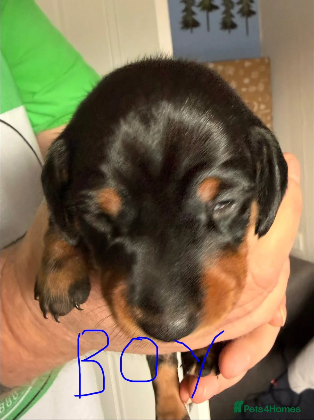 Miniature Dachshund dogs for sale: Mini dachshund  in Prestonpans - Advert 4