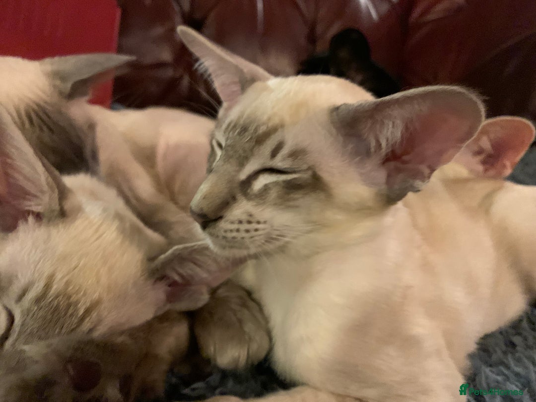 Siamese cats for sale: Blue tabby point and cinnamon tabby point boys - Image 11