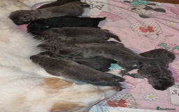German Shepherd dogs for sale:  kc,health tested straight back german shepherd - Image 8