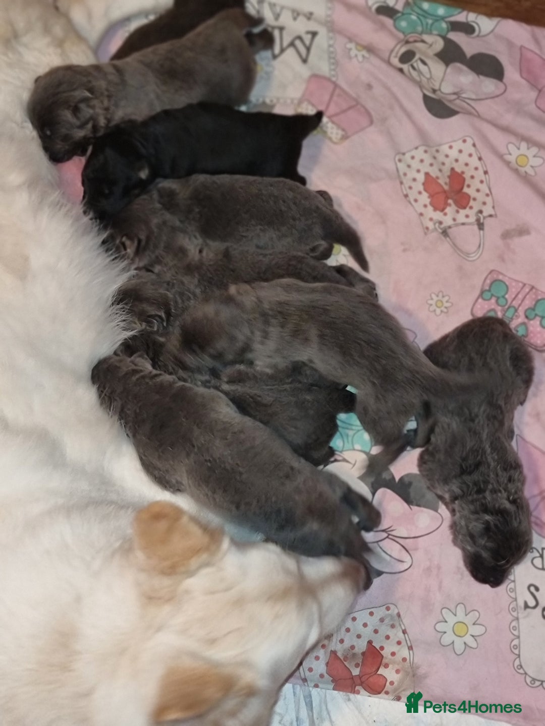 German Shepherd dogs for sale:  kc,health tested straight back german shepherd - Image 8