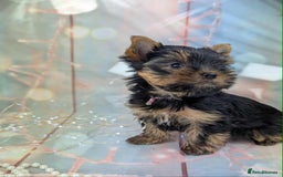 Yorkshire Terrier dogs for sale: Pedigree Yorkshire Terrier Puppies - Advert 2