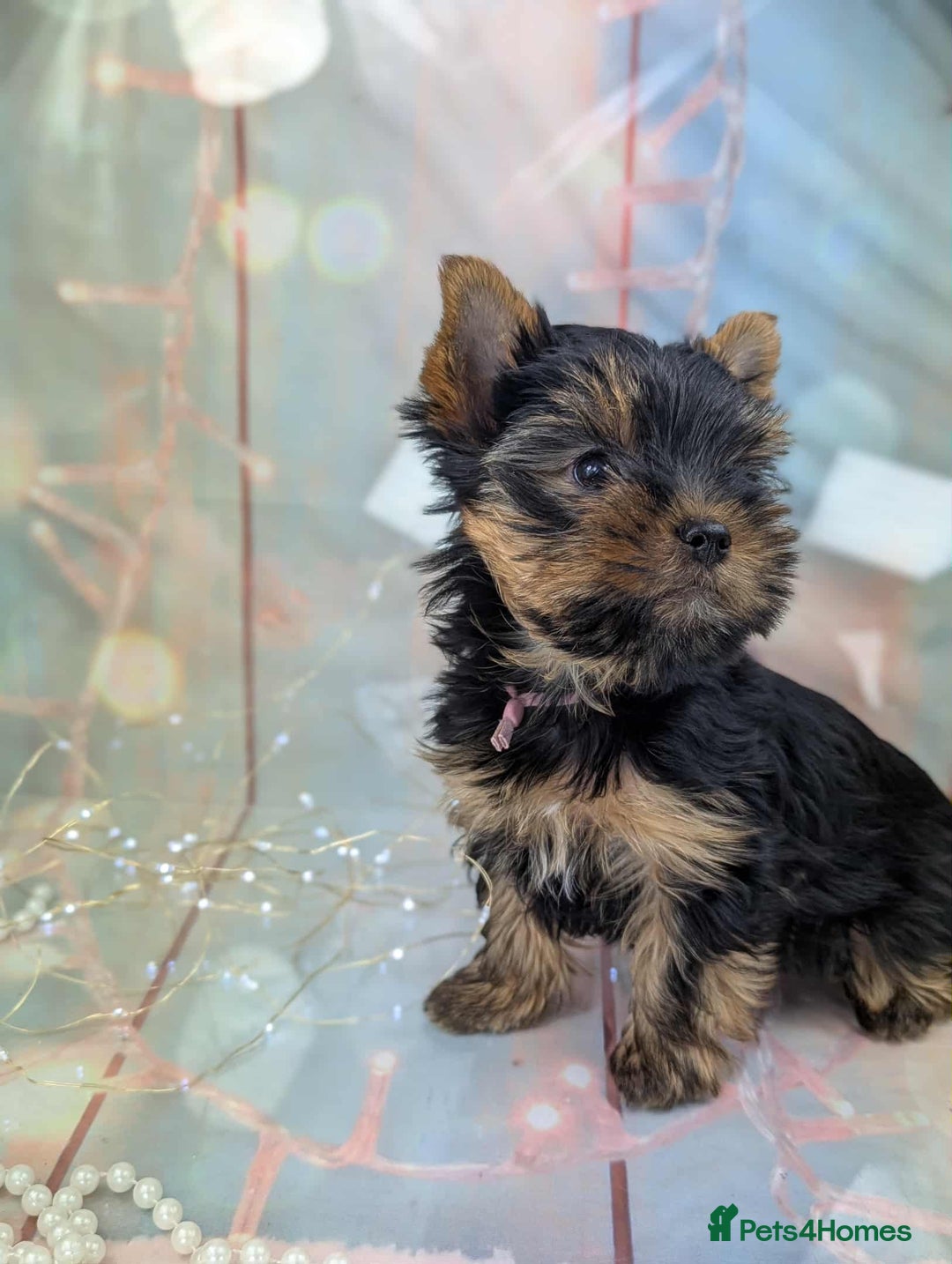Yorkshire Terrier dogs for sale: Pedigree Yorkshire Terrier Puppies - Advert 2