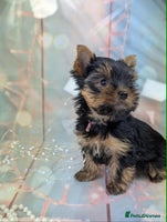 Yorkshire Terrier dogs - Advert 2