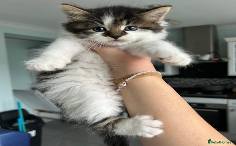 British Longhair cats - Advert 3
