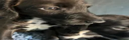 Mixed Breed dogs for sale: BEDDY  WHIPPET PUPS - Advert 4