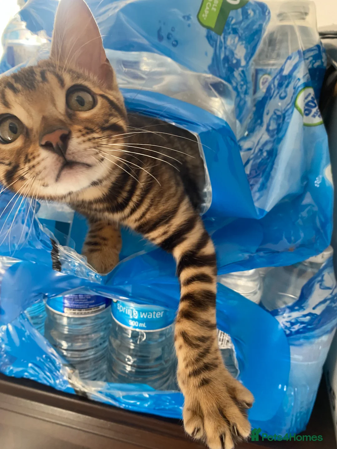 Bengal cats for sale: One Little Princesses - Advert 1