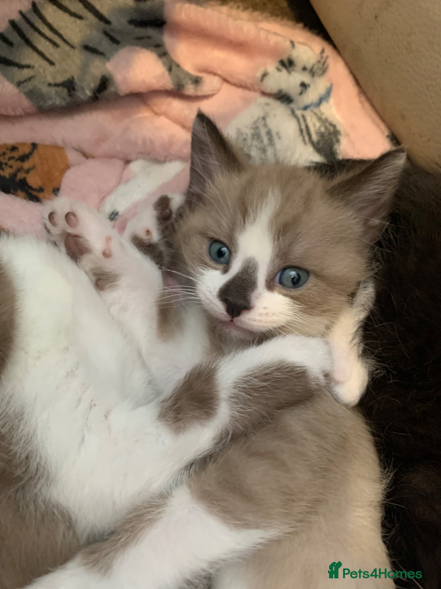 Mixed Breed cats Half sphynx half British shorthair kittens  - Advert 3