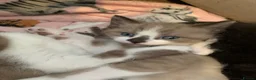 Mixed Breed cats for sale: Half sphynx half British shorthair kittens  in Crawley - Advert 13