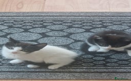 Mixed Breed cats for sale: Kittens ×5 - Image 4