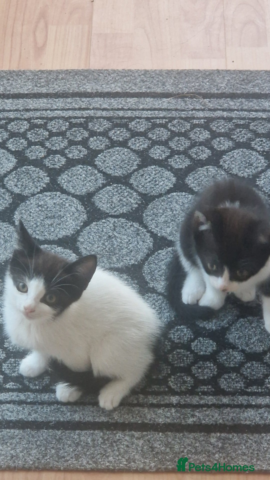 Mixed Breed cats for sale: Kittens ×5 - Image 4