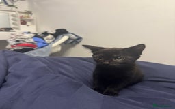British Longhair cats for sale: Beautiful 10 Week Old Kitten - Image 5