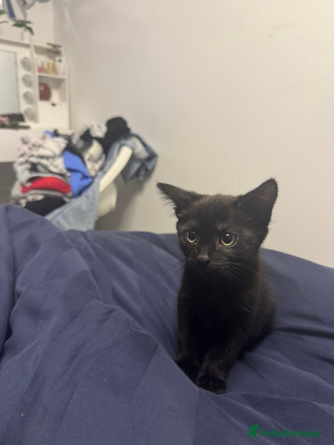 British Longhair cats for sale: Beautiful 10 Week Old Kitten - Image 5