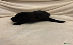 Cocker Spaniel dogs for sale: Cocker Spaniel Pups Seeking Forever Homes!💖 - Image 35