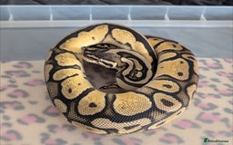 Python Snake reptiles for sale: Ball Pythons & Racks  - Image 1