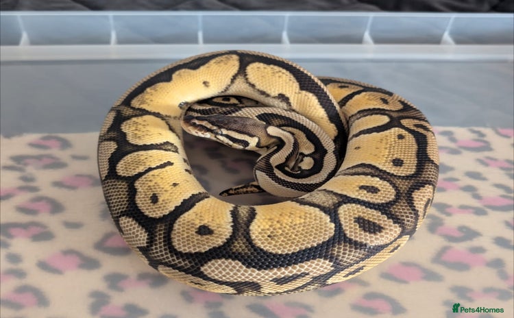 Python Snake reptiles - Advert 8