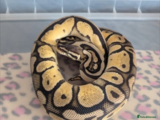 Python Snake reptiles - Advert 6