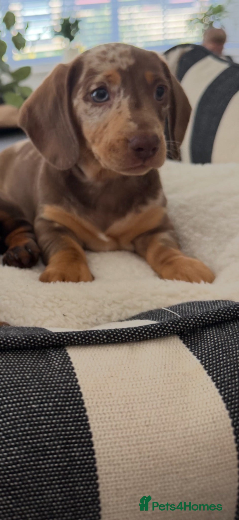 Miniature Dachshund dogs Beautiful dapple girl🤍 - Advert 5