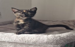 British Longhair cats for sale: 9 weeks old kitten looking for loving home - Image 6