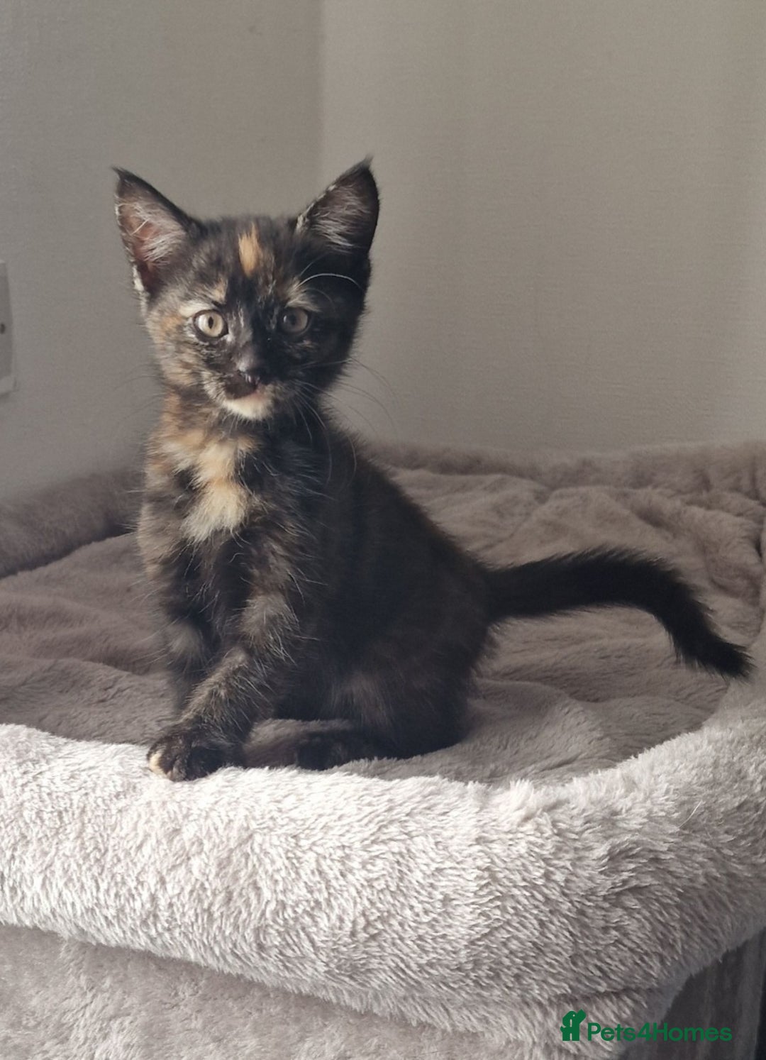 British Longhair cats for sale: 9 weeks old kitten looking for loving home - Image 6