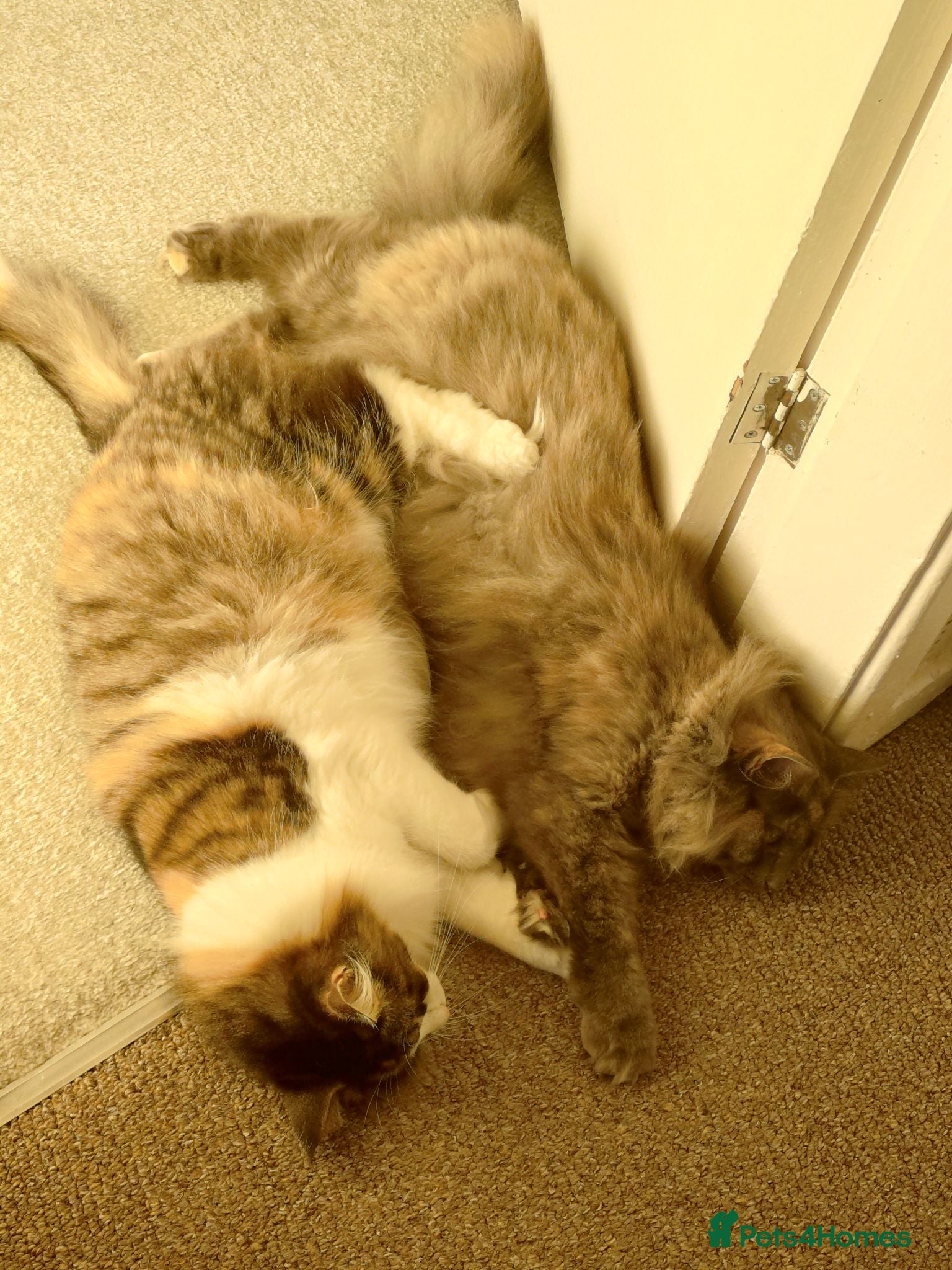 Norwegian Forest Cat cats Two sisters Norwegian forest cat - Advert 1