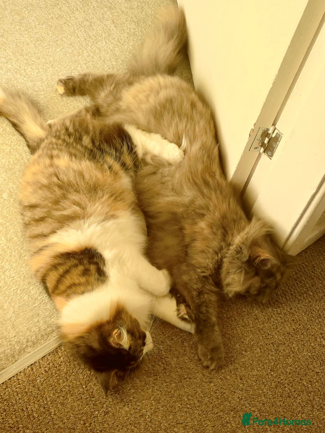 Norwegian Forest Cat cats for sale: Two sisters Norwegian forest cat - Advert 1