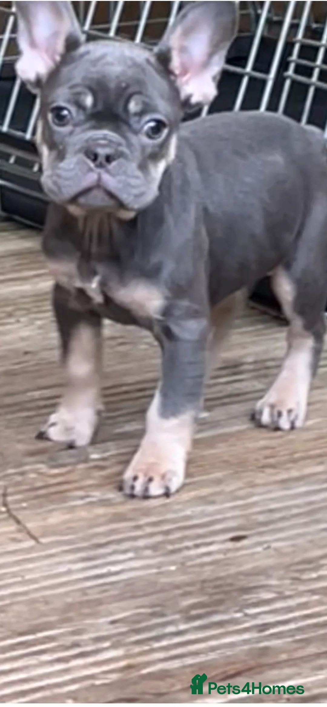 French Bulldog dogs for sale: Beautiful French bulldog pups ready to leave now - Advert 21