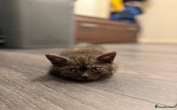 British Shorthair cats for sale: Pure BSH Kittens (available for breeding) in London - Image 35