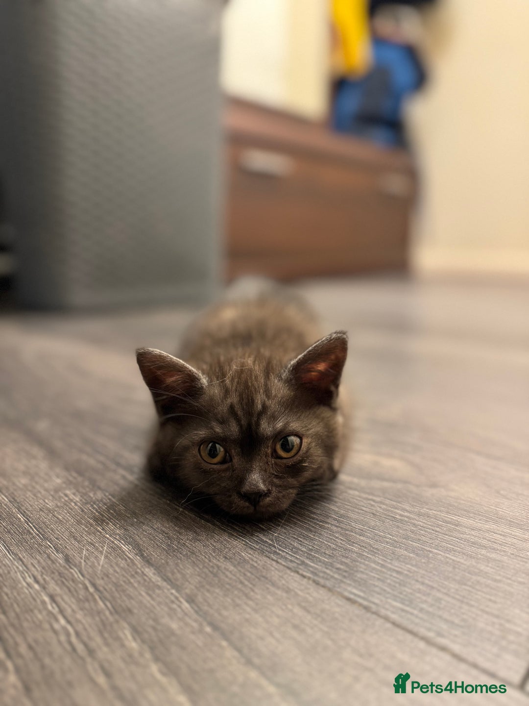 British Shorthair cats for sale: Pure BSH Kittens (available for breeding) in London - Image 35