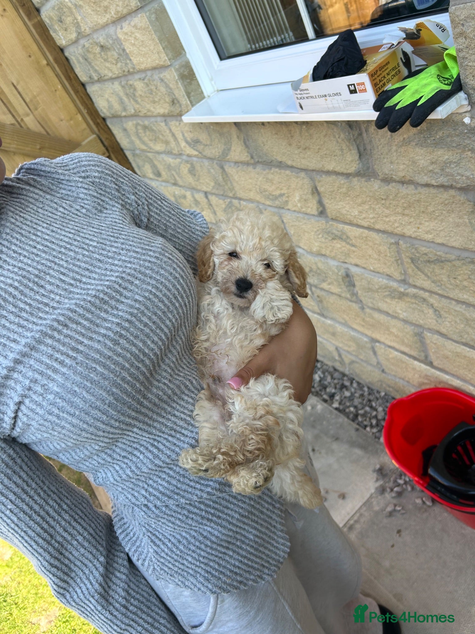 Maltipoo dogs Boy extra mini Asian maltipoo puppy  - Advert 5