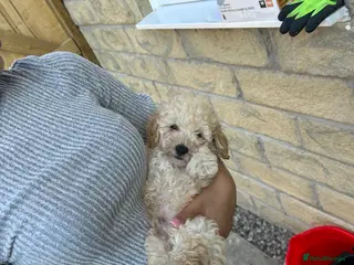 Maltipoo dogs Boy extra mini Asian maltipoo puppy - Advert 5