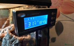 Gecko reptiles for sale: Pair of Northern Spiny tailed geckos and setup - Image 12