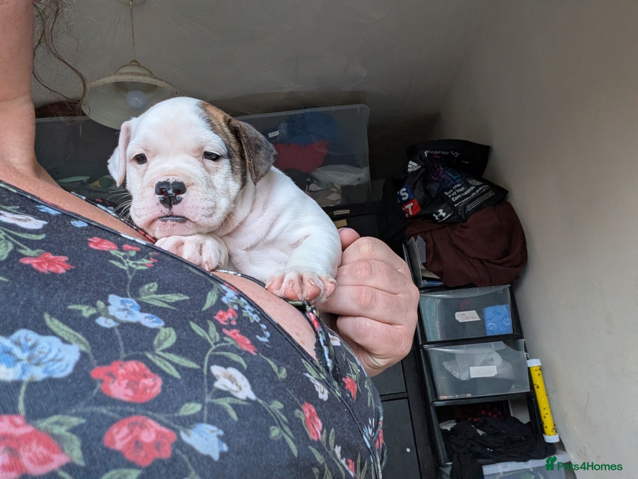 American Bulldog dogs Johnson American bulldog puppies - Advert 2