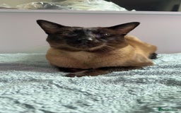 Siamese cats for sale: Beautiful Siamese Kittens - Advert 13