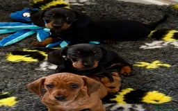 Miniature Dachshund dogs for sale: Beautiful KC Miniature dachshund puppies  - Image 3