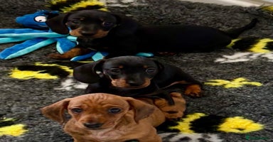 Miniature Dachshund dogs - Advert 5