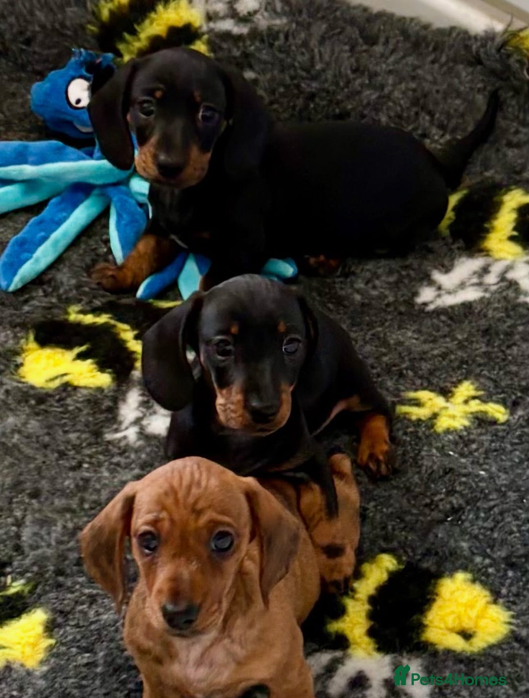 Miniature Dachshund dogs for sale: Beautiful KC Miniature dachshund puppies  - Image 3