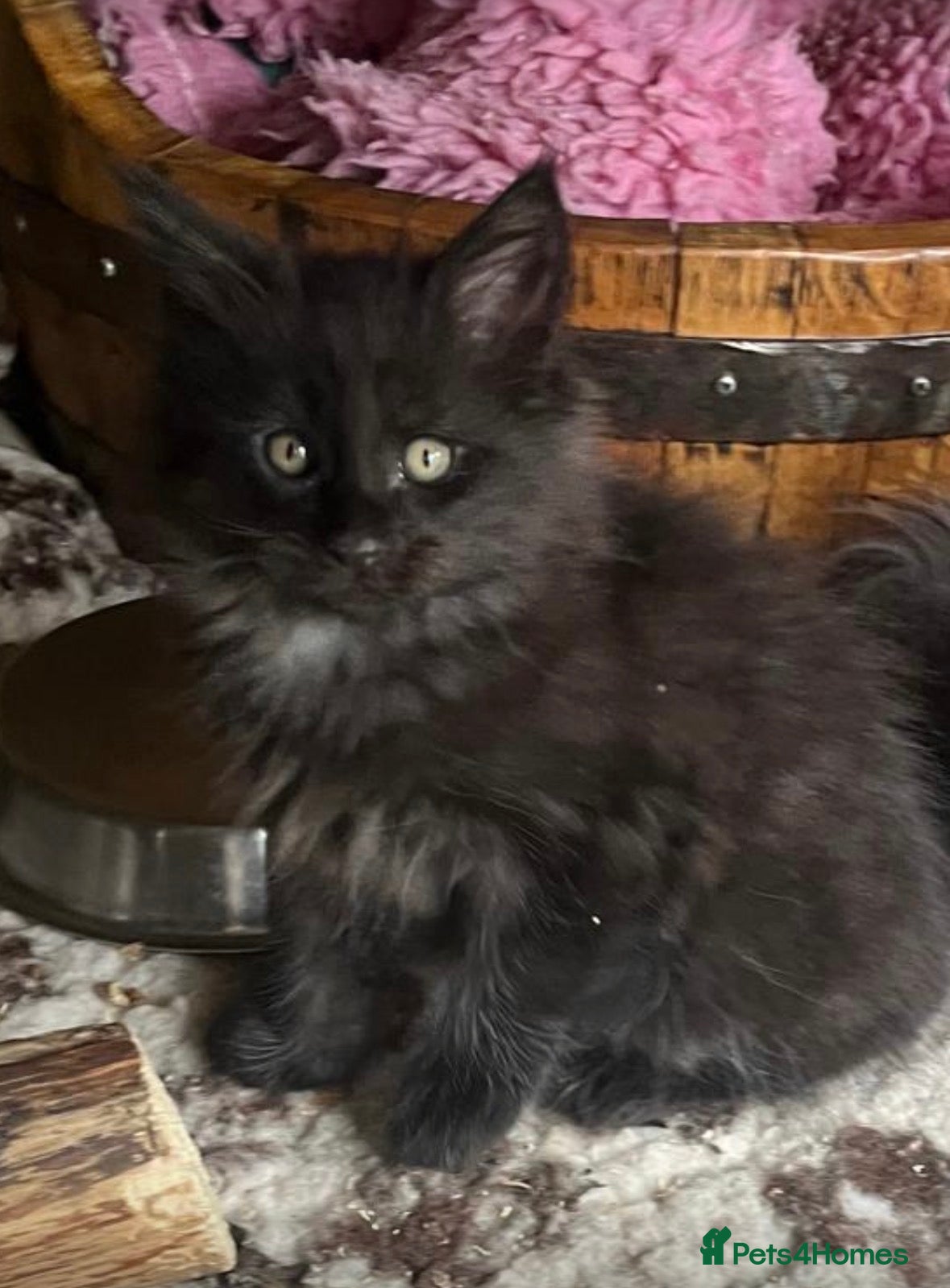 Maine Coon cats Stunning pedigree long coated male Mainecoon's  - Advert 15