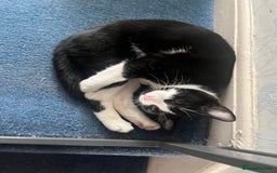 Mixed Breed cats for sale: Loveable boy needs a new family  - Image 5