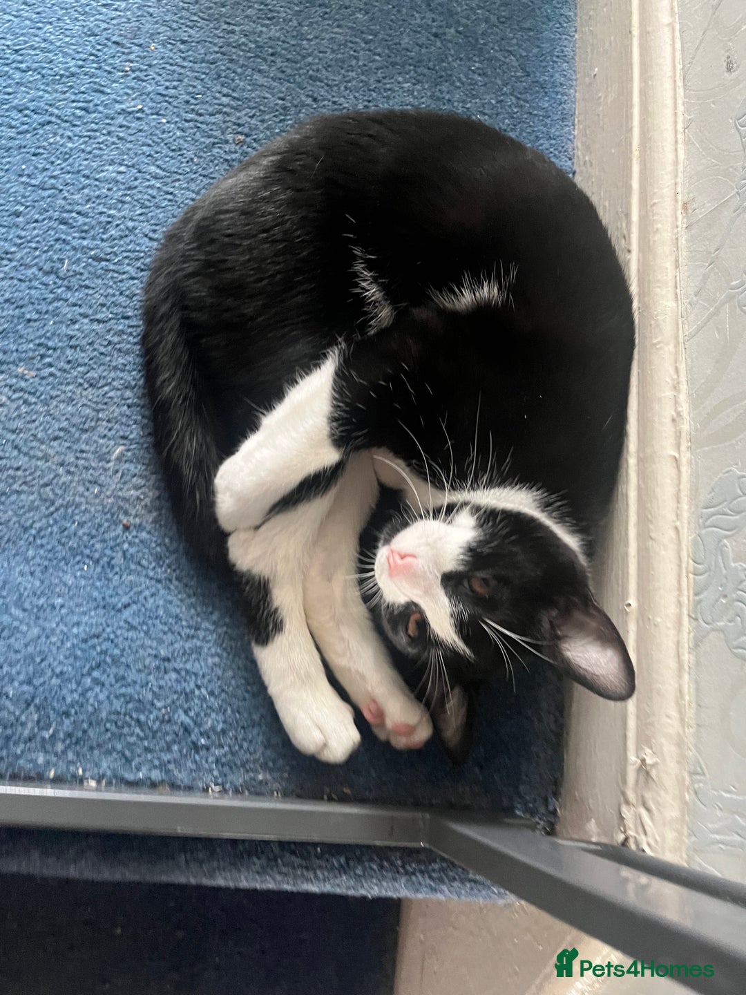 Mixed Breed cats for sale: Loveable boy needs a new family  - Image 5