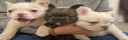 French Bulldog dogs for sale: Fluffy frenchies due july  - Advert 7