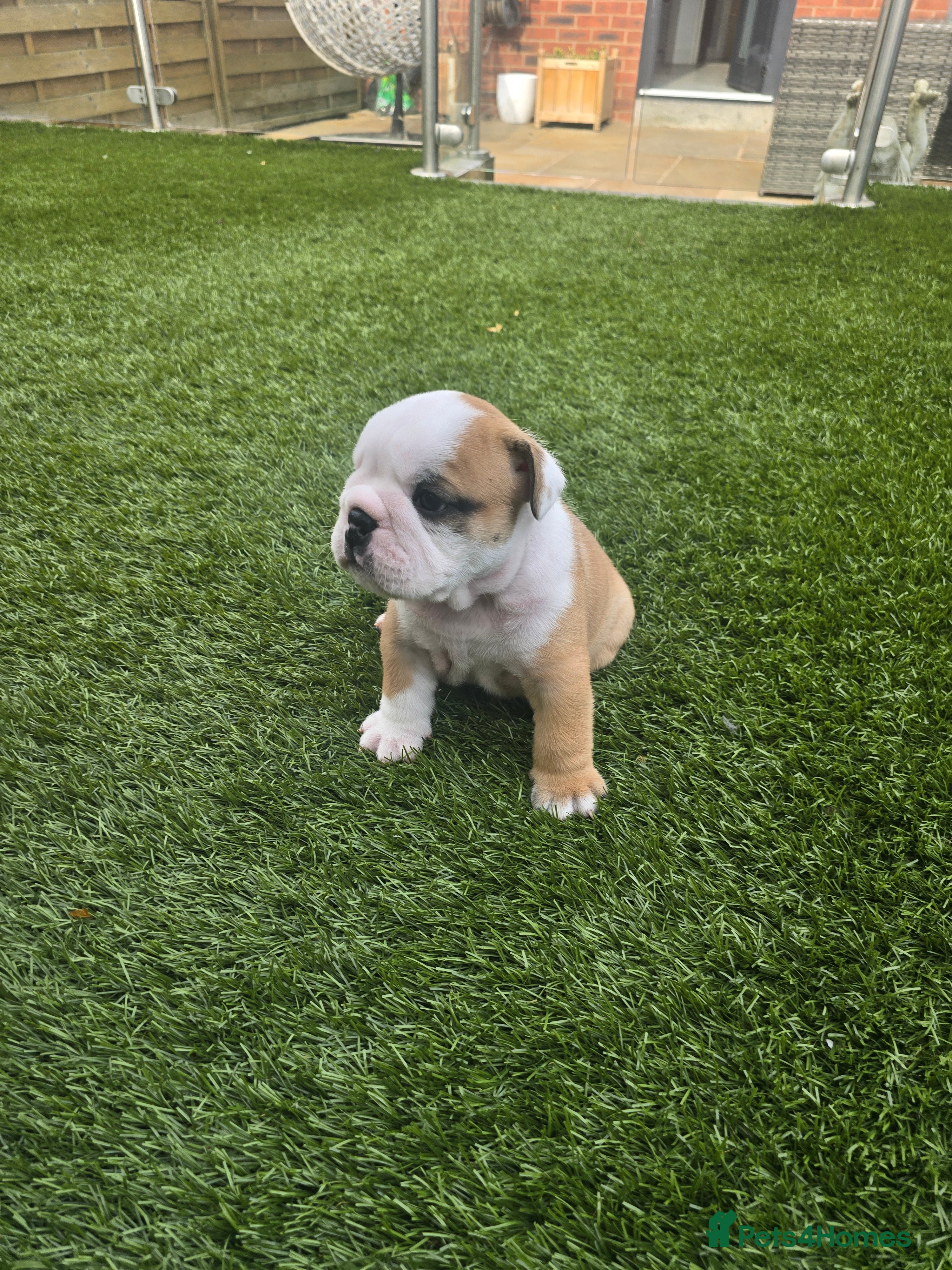 English Bulldog dogs KC English Bulldogs puppies  - Advert 1