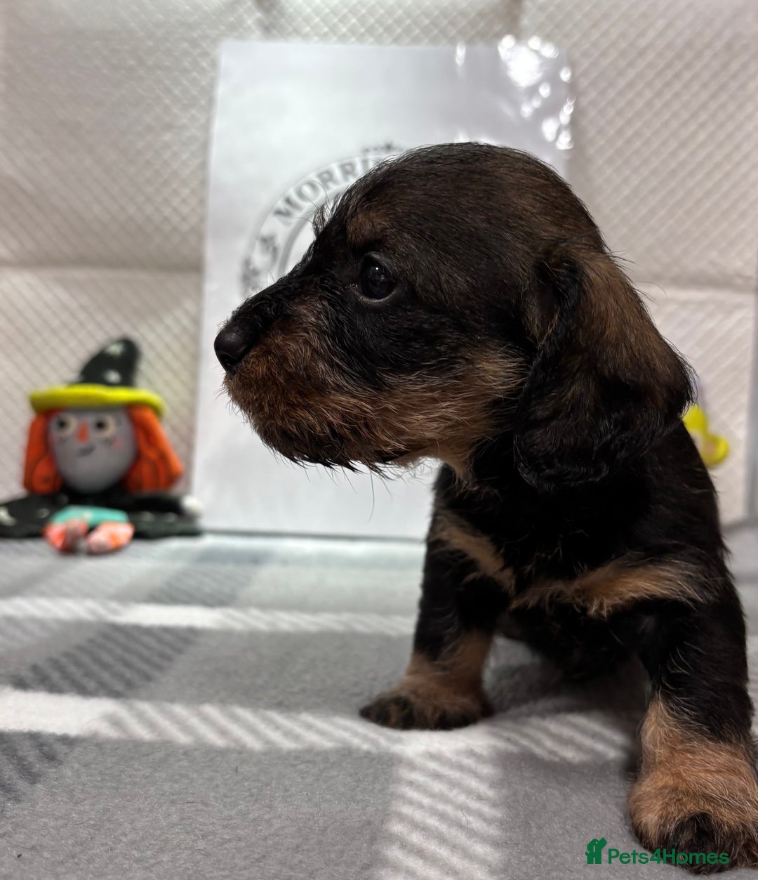Miniature Dachshund dogs for sale: Stunning miniature wire haired dachshunds  - Image 5